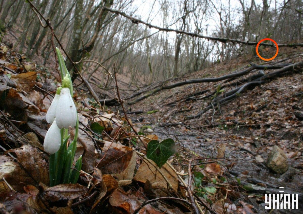 Lisica ni bila daleč od levega zgornjega kota slike / kolaž iz fotografije Moje