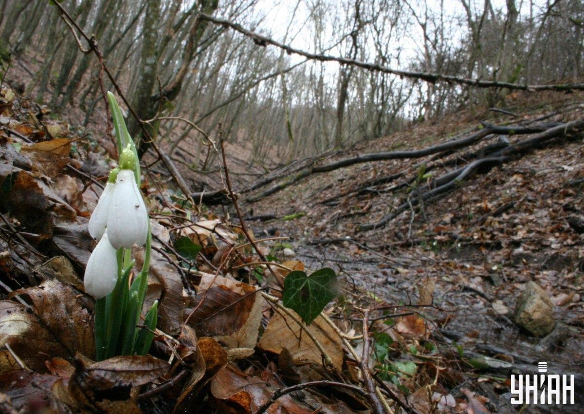 Poišči lisico v gozdu v 9 sekundah / kolaž s fotografijo Moje