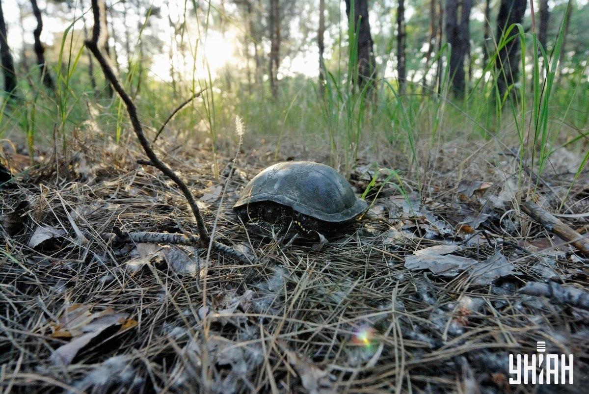 Poiščite gobo na vizni uganki / kolažu s fotografijo Moje