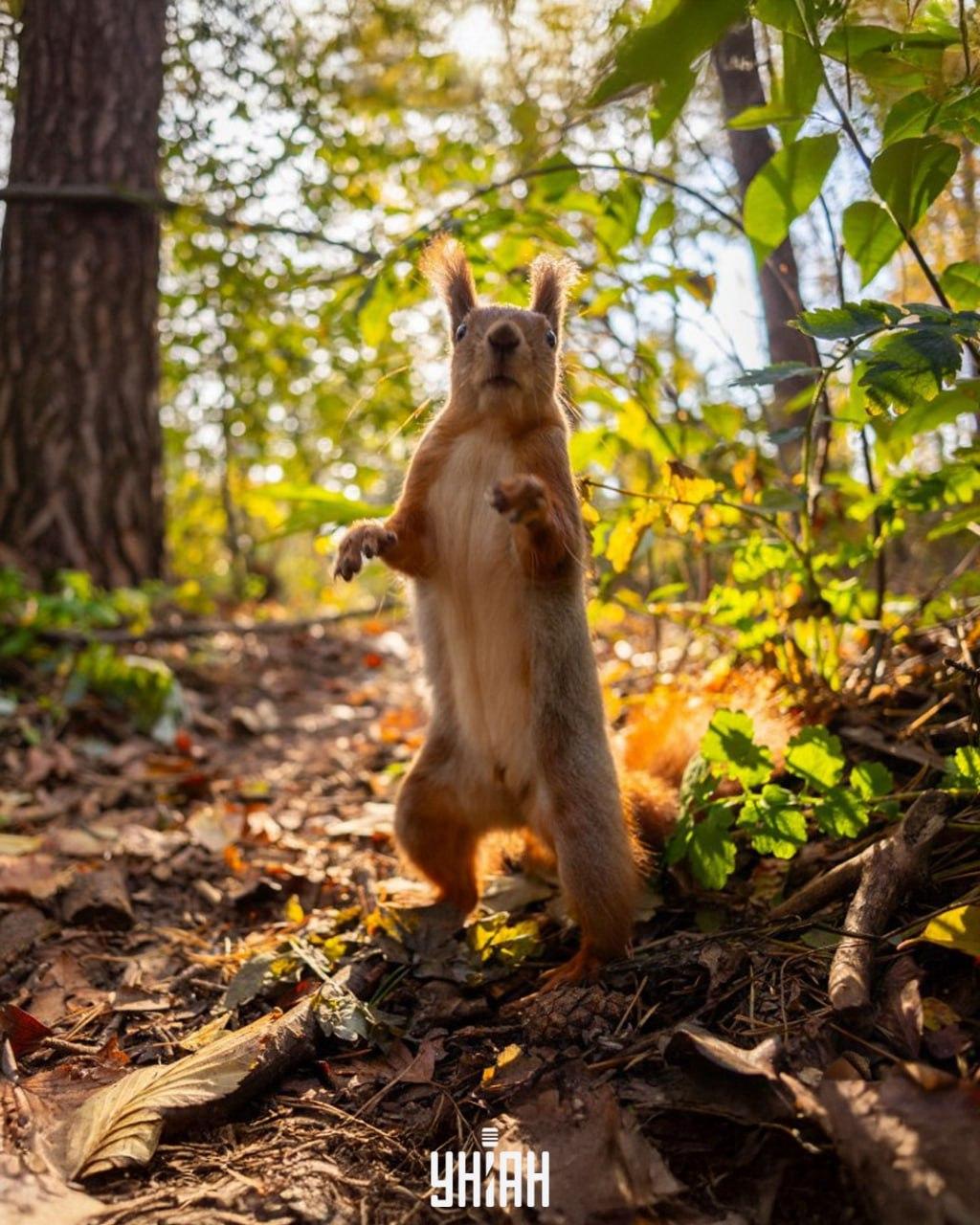 Za iskanje želoda na sliki je potrebnih manj kot 10 sekund / kolaž iz fotografije Moje