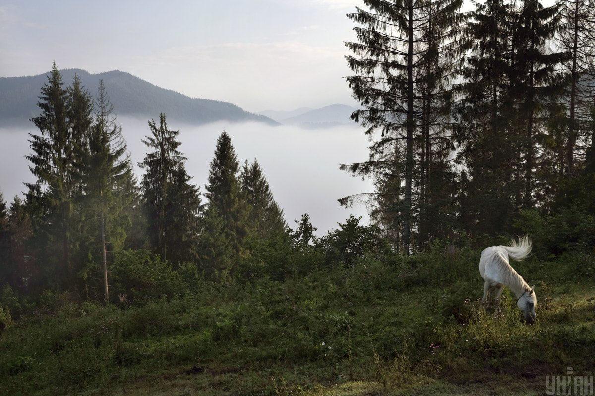 Med poletno pokrajino v 12 sekundah najdite zvito žival / kolaž iz fotografije Moje