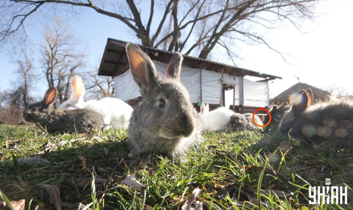 Ptič je bil skoraj v središču sestavljanke / kolaž s fotografijo Moje