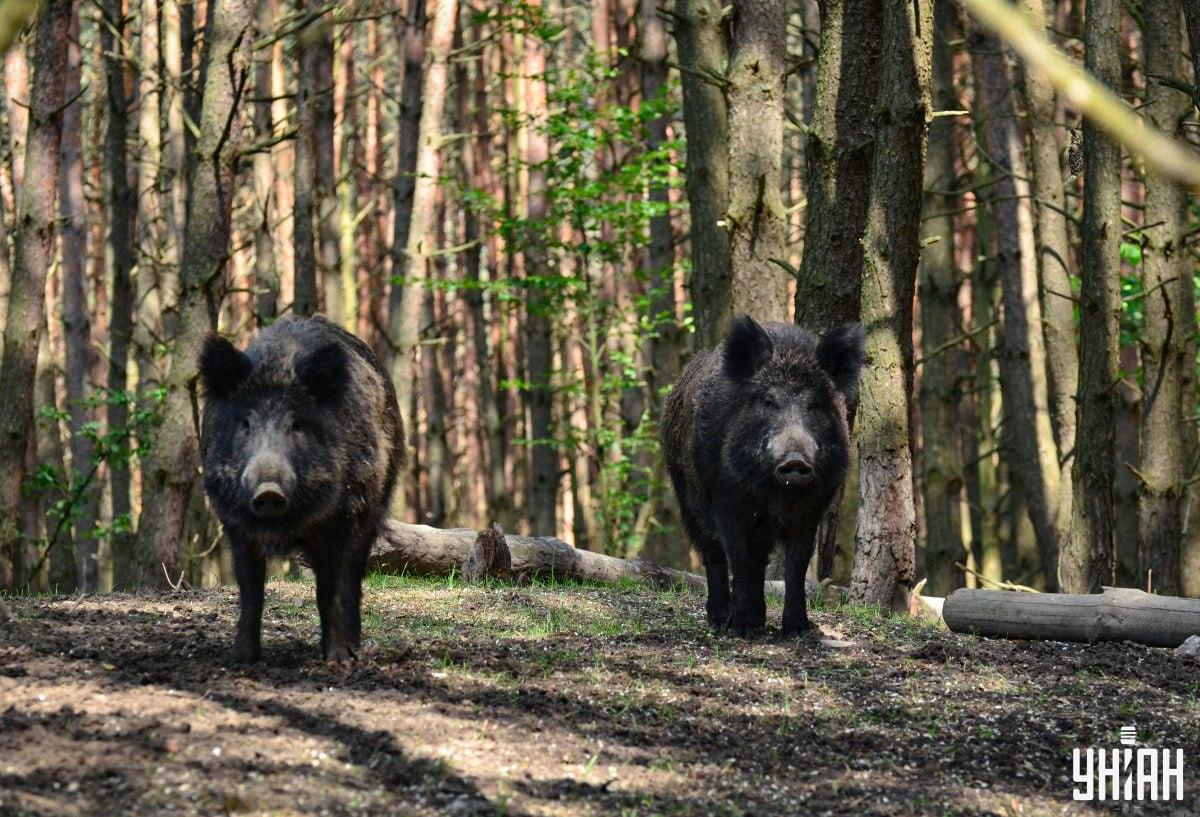 V gozdu pravočasno poiščite premeteno sovo / Moje foto kolaž