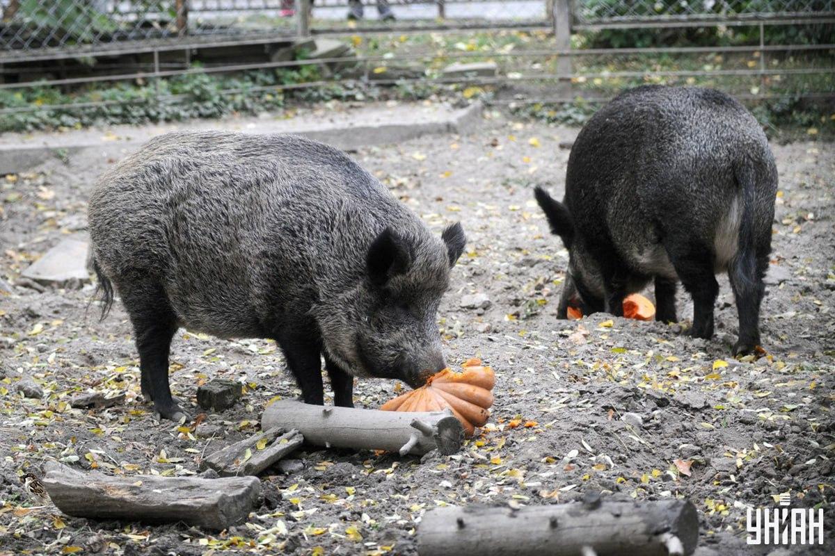 Poiščite vrabca na sestavljanki v doglednem času / kolaž s fotografijo Moje