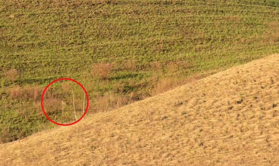 To lahko storijo le edinstveni ljudje: v 6 sekundah moraš najti zajca v stepi.