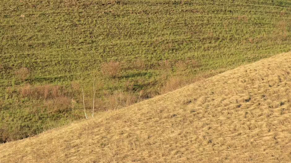 To zmorejo le edinstveni ljudje: v 6 sekundah morate najti zajca v stepi