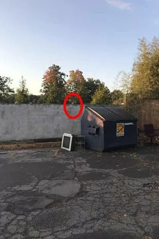 Imate najostrejše oči na svetu, če na sliki opazite skritega jelena.