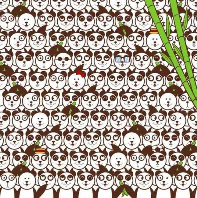 Samo 2 % ljudi lahko najde žogo med pandami: preprost test IQ