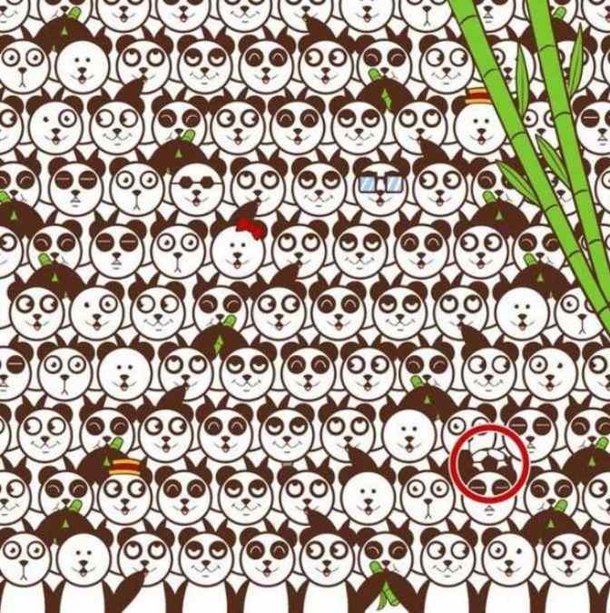 Le 2 % ljudi lahko med pandami najde žogo: preprost IQ test