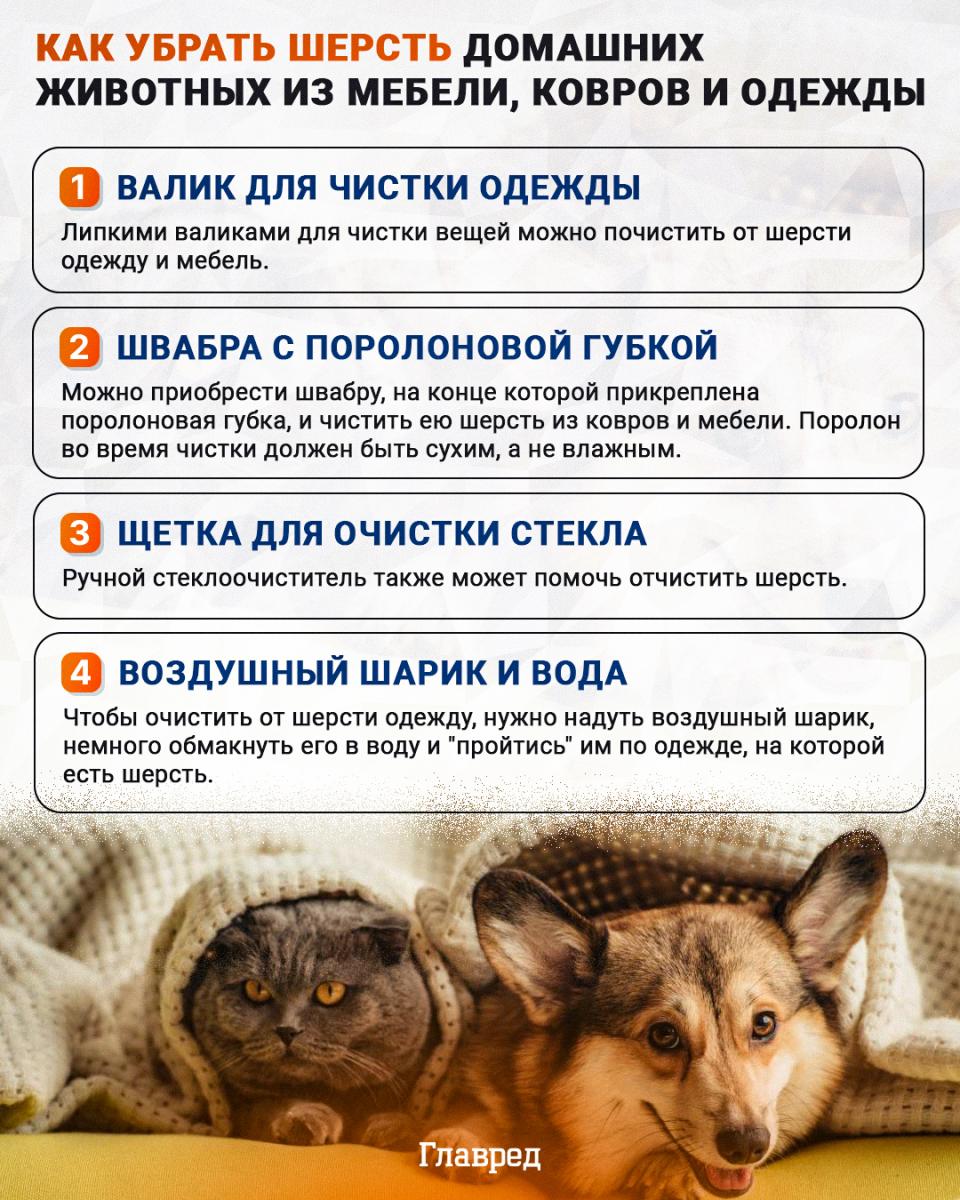 Nepričakovan odziv na nenavadno reakcijo: zakaj se mačke dejansko bojijo kumaric
