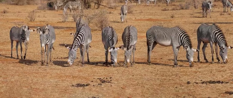 Zebre