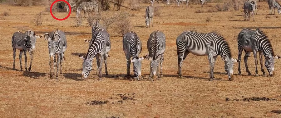 Zebre