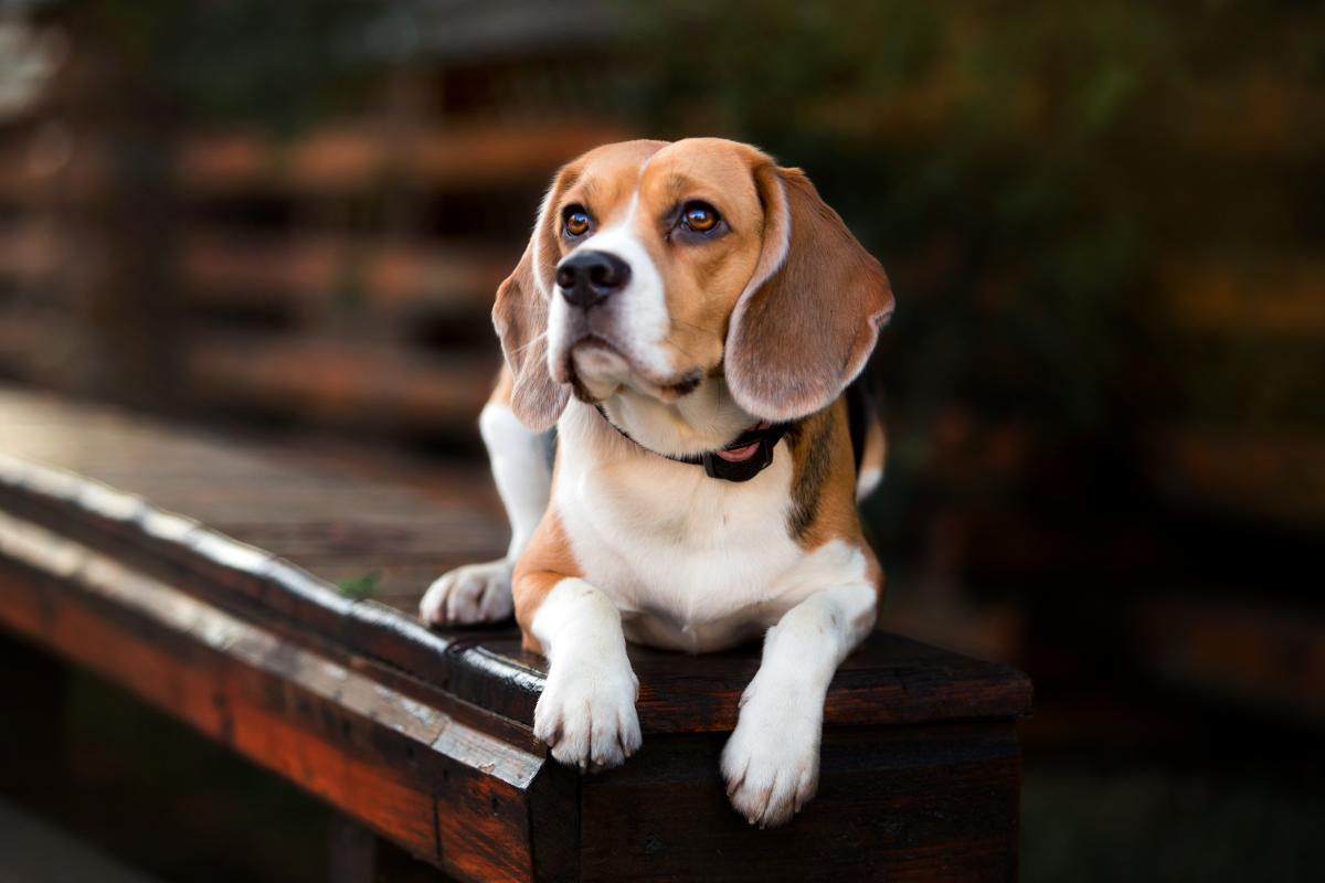 Pasma psov beagle / depositphotos.com