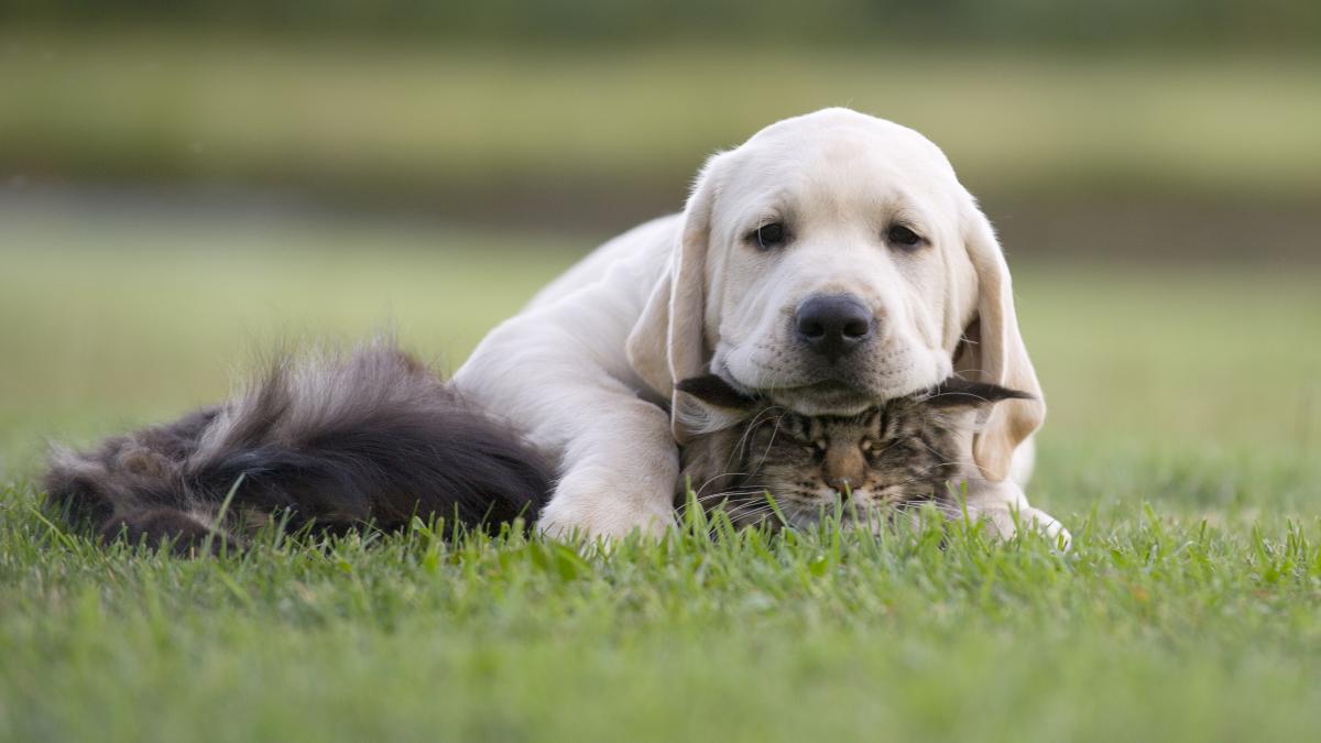 Pasma labradorski retriever / depositphotos.com