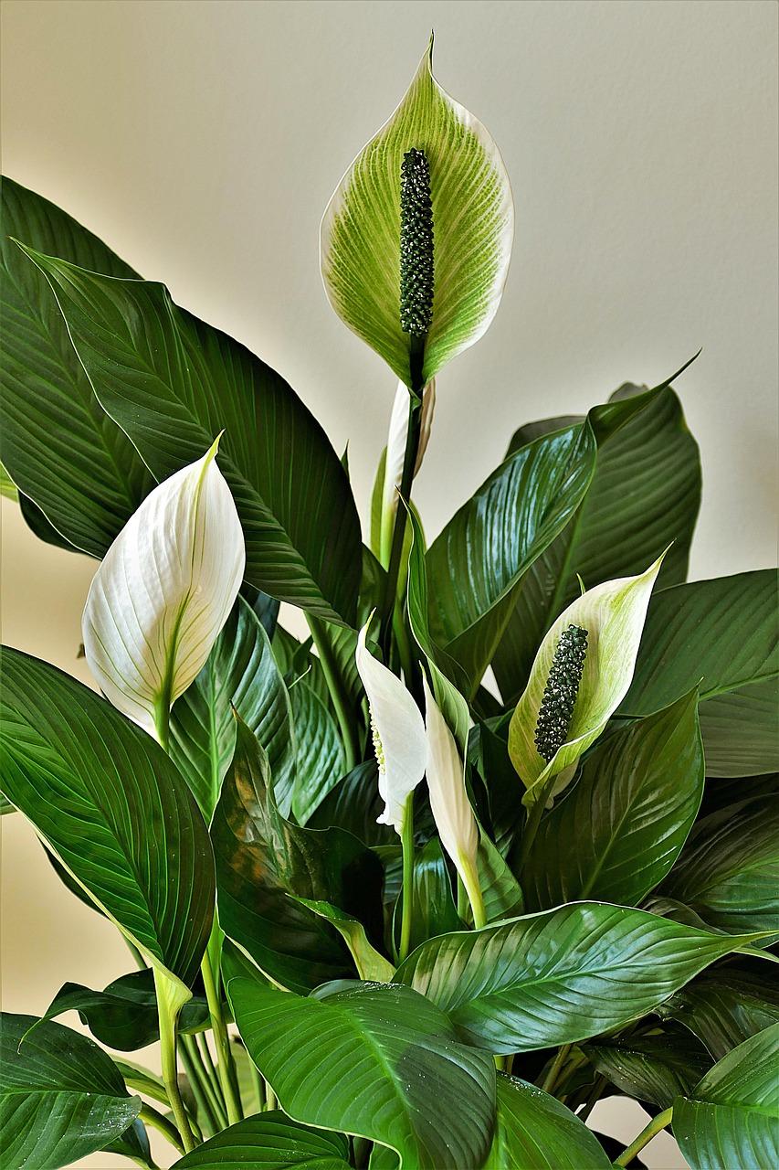 Spathiphyllum / pixabay photo