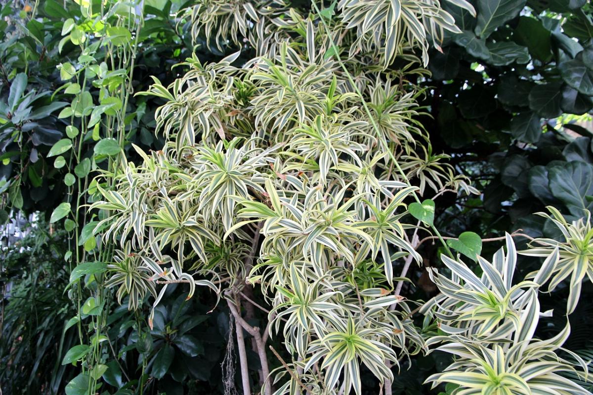 Chlorophytum / pixabay photo