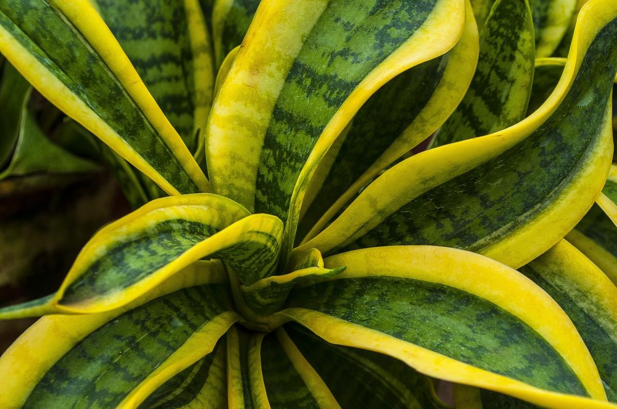 Sansevieria ali materin jezik / fotografija pixabay